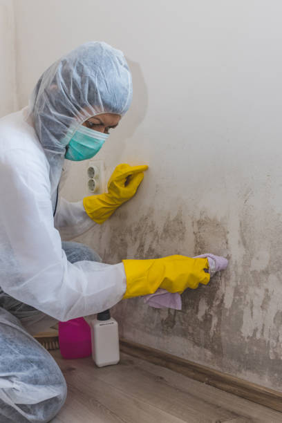 Best Asbestos and Lead Testing During Mold Inspection  in Jefferson, NC